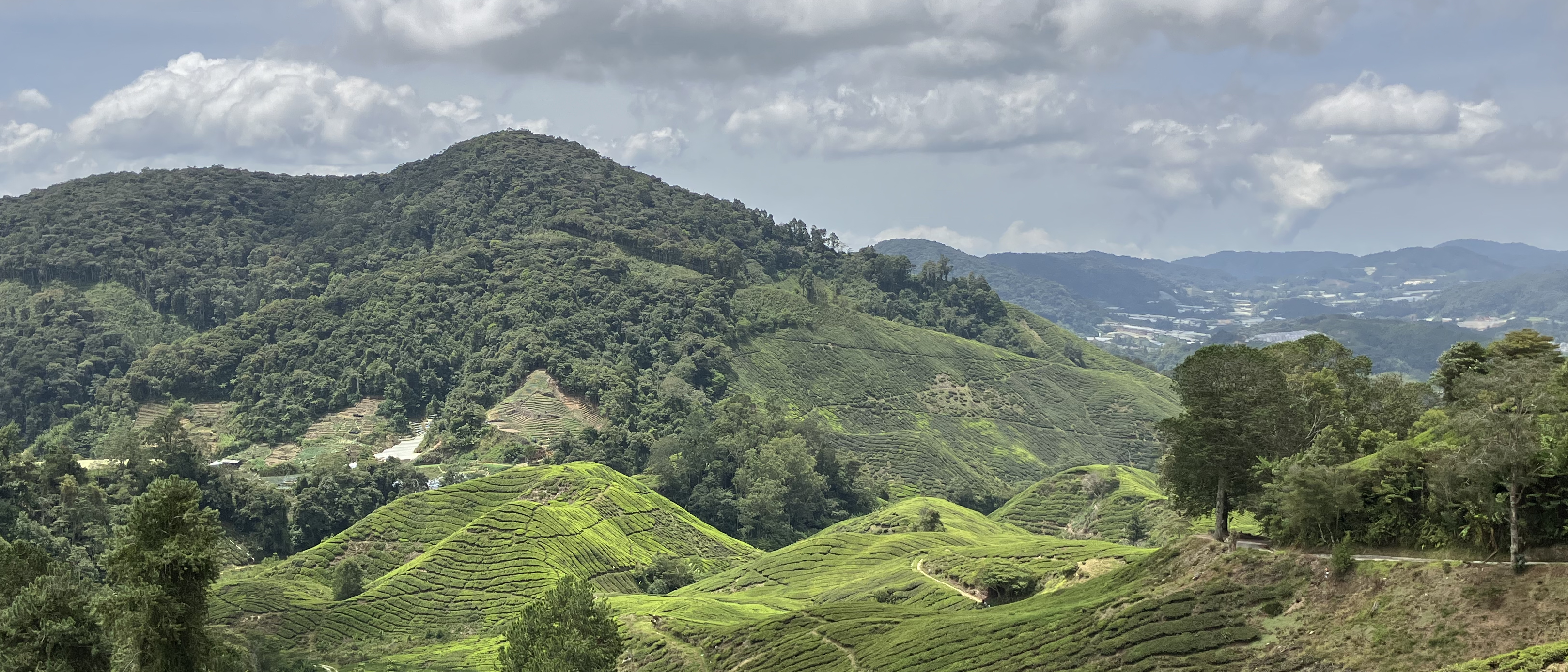 Cameron Highlands